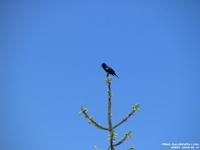 03587 - Red Winged Black Bird.jpg